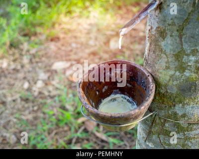 Arbre à caoutchouc et latex laiteux bol. Source de latex de caoutchouc naturel.Tapping de l'arbre à caoutchouc. Banque D'Images