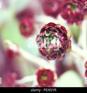 Purple plante succulente avec focus sélectif. Banque D'Images