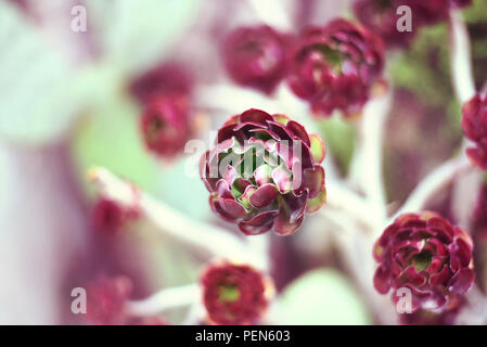 Purple plante succulente avec focus sélectif. Banque D'Images