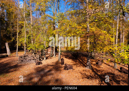 Vue paysage de bisons allongé sur un lit de feuilles mortes dans le parc naturel "Tierpark', à Berne, Suisse Banque D'Images