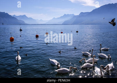 Vue paysage de lac Léman près de Vevey en Suisse, avec les Alpes en arrière-plan Banque D'Images