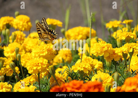 Papillon jaune et noir sur jaune fleur oeillet Banque D'Images