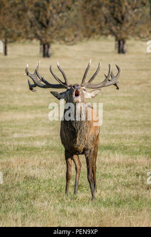 Red Deer stag à Richmond Park Banque D'Images
