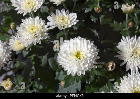 Chrysanthemum morifolium fleurs blanc Banque D'Images