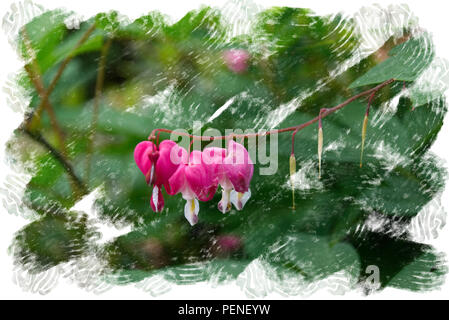 Fleurs en forme de coeur accroché à la branche d'un Bush - fleurs de jardin en été - Châssis de conception d'aquarelle Banque D'Images