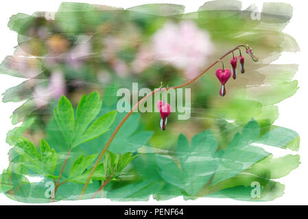 Fleurs en forme de coeur accroché à la branche d'un Bush - fleurs de jardin en été - Châssis de conception d'aquarelle Banque D'Images