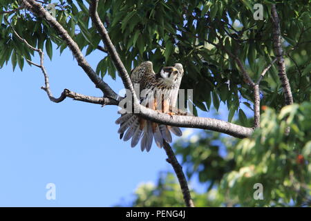 Eurasian hobby (Falco subbuteo) au Japon Banque D'Images