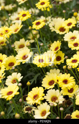 Argyranthème Grandaisy fleurs jaune vif. Banque D'Images