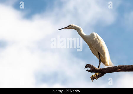 Aigrette garzette (Egretta garzetta) assis sur la haute direction sur le ciel bleu nuages de fond Banque D'Images