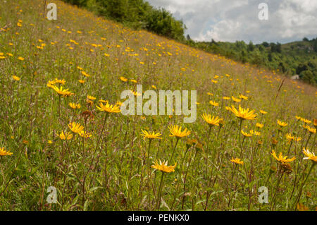 Oxeye Hesselberg, jaune, Ansbach, Central-Franconia, Alpes de Franconie, Bavière, Allemagne, (Buphthalmum salicifolium) Banque D'Images