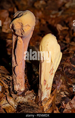 En forme de pilon, Champignon de corail (Clavariadelphus pistillaris) Banque D'Images