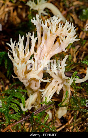 Champignon de corail blanc, (Clavulina coralloides) Banque D'Images