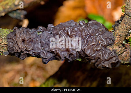 Le beurre, des sorcières (Exidia nigricans) Banque D'Images