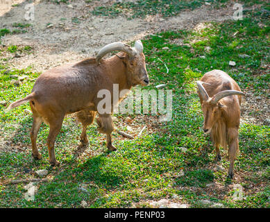 Paire de Barbary sheep Ammotragus lervia ou Banque D'Images