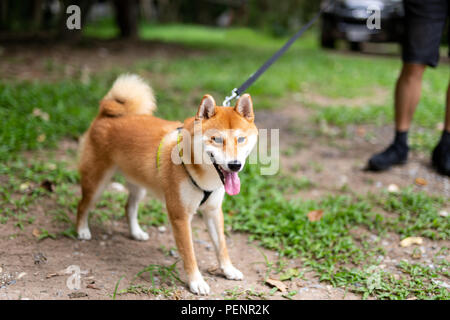 Man owner Shiba Inu chien en laisse marcher dans le parc. Banque D'Images