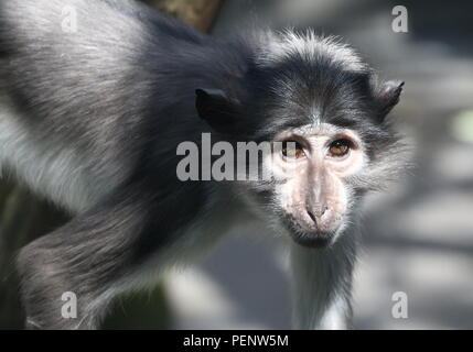 Blanche de l'Afrique de l'Ouest cercocèbe couronné (Cercocebus atys lunulatus)/ torquatus a.k.a. De suie, à cou blanc ou mangabey blanc Banque D'Images