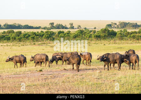 Troupeau de buffles africains dans la savane Banque D'Images