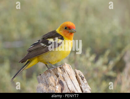 Mâle Western Tanager (Piranga ludoviciana), comté de Lake, Oregon Banque D'Images