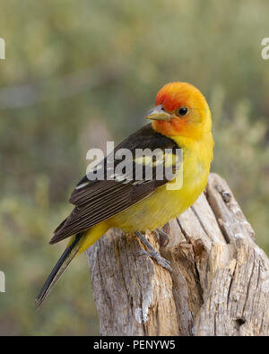 Mâle Western Tanager (Piranga ludoviciana), comté de Lake, Oregon Banque D'Images