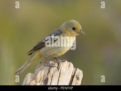 Femelle Western Tanager (Piranga ludoviciana), Lake County Oregon Banque D'Images