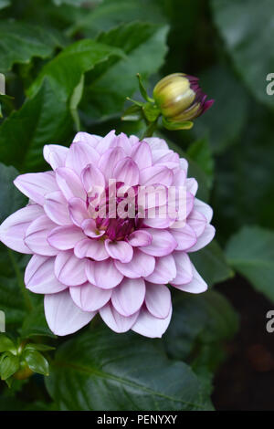 Dahlia - Crème de cassis Banque D'Images