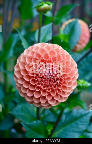 Dahlia - Cornel Bronze Banque D'Images