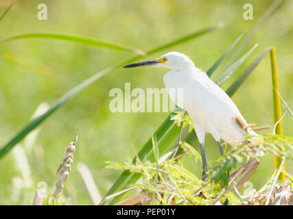 Aigrette neigeuse, Parc National Palo Verde, Costa Rica Banque D'Images