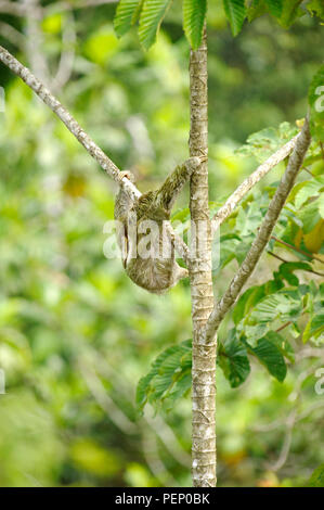 Trois-toed Sloth, Tiskita Rain Forest, Costa Rica Banque D'Images