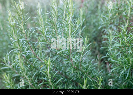 Close-up of rosemary bush Banque D'Images