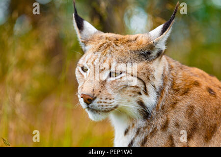 Close-up of Eurasian lynx chasse en forêt à l'été Banque D'Images