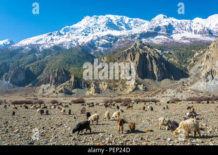 Un grand troupeau de moutons et chèvres dans un magnifique paysage de montagne le long d'une journée de printemps, le Népal. Banque D'Images