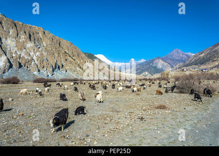 Un grand troupeau de moutons et chèvres dans un magnifique paysage de montagne le long d'une journée de printemps, le Népal. Banque D'Images