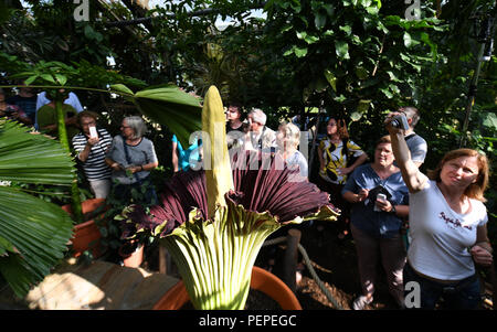 Dortmund, Allemagne. Août 17, 2018. Les visiteurs sont à la racine en titane (Amorphophallus titanum) dans le jardin botanique. Cette plante exotique fleurit pour seulement trois jours, au cours de laquelle il émet une odeur caractéristique. Credit : Ina Fassbender/dpa/Alamy Live News Banque D'Images