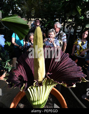 Dortmund, Allemagne. Août 17, 2018. Les visiteurs sont à la racine en titane (Amorphophallus titanum) dans le jardin botanique. Cette plante exotique fleurit pour seulement trois jours, au cours de laquelle il émet une odeur caractéristique. Credit : Ina Fassbender/dpa/Alamy Live News Banque D'Images