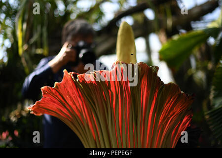 Dortmund, Allemagne. Août 17, 2018. Un photographe se tient derrière la racine en titane (Amorphophallus titanum) dans le jardin botanique. Cette plante exotique fleurit pour seulement trois jours, au cours de laquelle il émet une odeur caractéristique. Credit : Ina Fassbender/dpa/Alamy Live News Banque D'Images