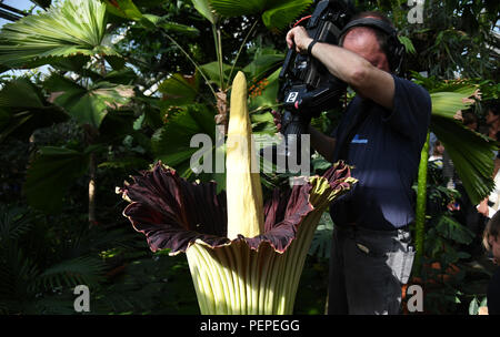 Dortmund, Allemagne. Août 17, 2018. Un caméraman filme l'Amorphophallus titanum titane (racine) dans le jardin botanique. Cette plante exotique fleurit pour seulement trois jours, au cours de laquelle il émet une odeur caractéristique. Credit : Ina Fassbender/dpa/Alamy Live News Banque D'Images