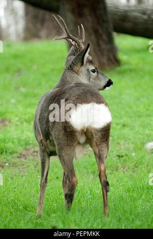 Chevreuil, Capreolus capreolus Banque D'Images