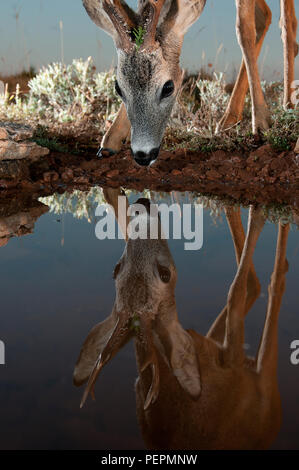 Chevreuil, Capreolus capreolus, l'eau potable avec réflexion.jpg Banque D'Images