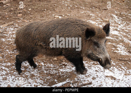 Sanglier, sus scrofa,, Espagne Banque D'Images