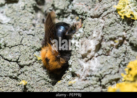 Les bourdons (Bombus hypnorum arbre) sur un arbre au printemps dans le West Sussex, Angleterre, Royaume-Uni. Abeille sur un arbre. Banque D'Images