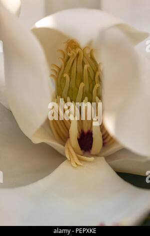 Close up lors d'une fleur de magnolia (sud de Nain Magnolia grandiflora 'Little Gem'), San Francisco, California, United States. Banque D'Images