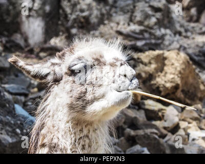 Un drôle de Llama close-up mange de l'herbe et la mastication, le Lac Titicaca, l'Isla del Sol, Bolivie Banque D'Images