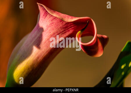 Flower close-u d'un calla rouge Banque D'Images