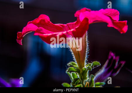 Flower close-u d'un pétunia rouge Banque D'Images