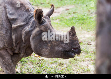 En gros rhinocéros indien (rhinocéros à une corne) Banque D'Images