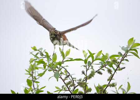 Redwing (Turdus iliacus coburni) Banque D'Images