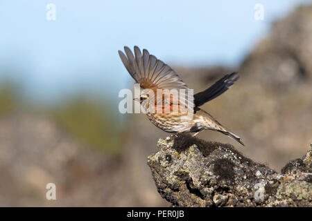 Redwing (Turdus iliacus coburni) Banque D'Images