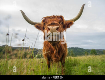 Trossachs, Stirlingshire, Scotland - 11 août 2018. Highland Cow montre à la caméra. Banque D'Images