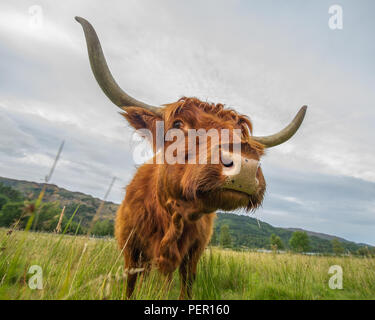 Trossachs, Stirlingshire, Scotland - 11 août 2018. Highland Cow montre à la caméra. Banque D'Images