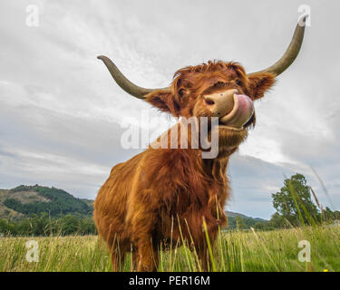 Trossachs, Stirlingshire, Scotland - 11 août 2018. Highland Cow montre à la caméra. Banque D'Images